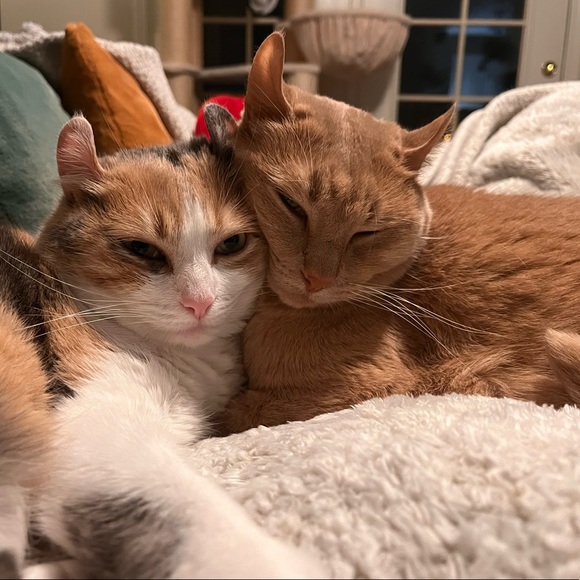 Meet the Posher - Picture 2 of 2